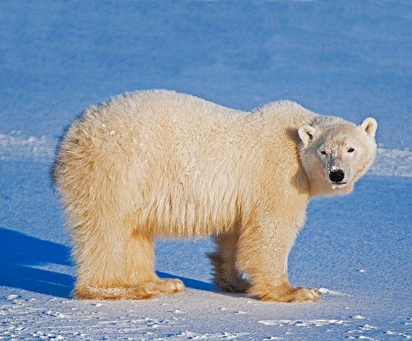 Canada-Manitoba-Churchill Polar bear standing on frozen tundra